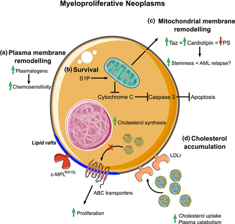 Fat for fuel: lipid metabolism in haematopoiesis