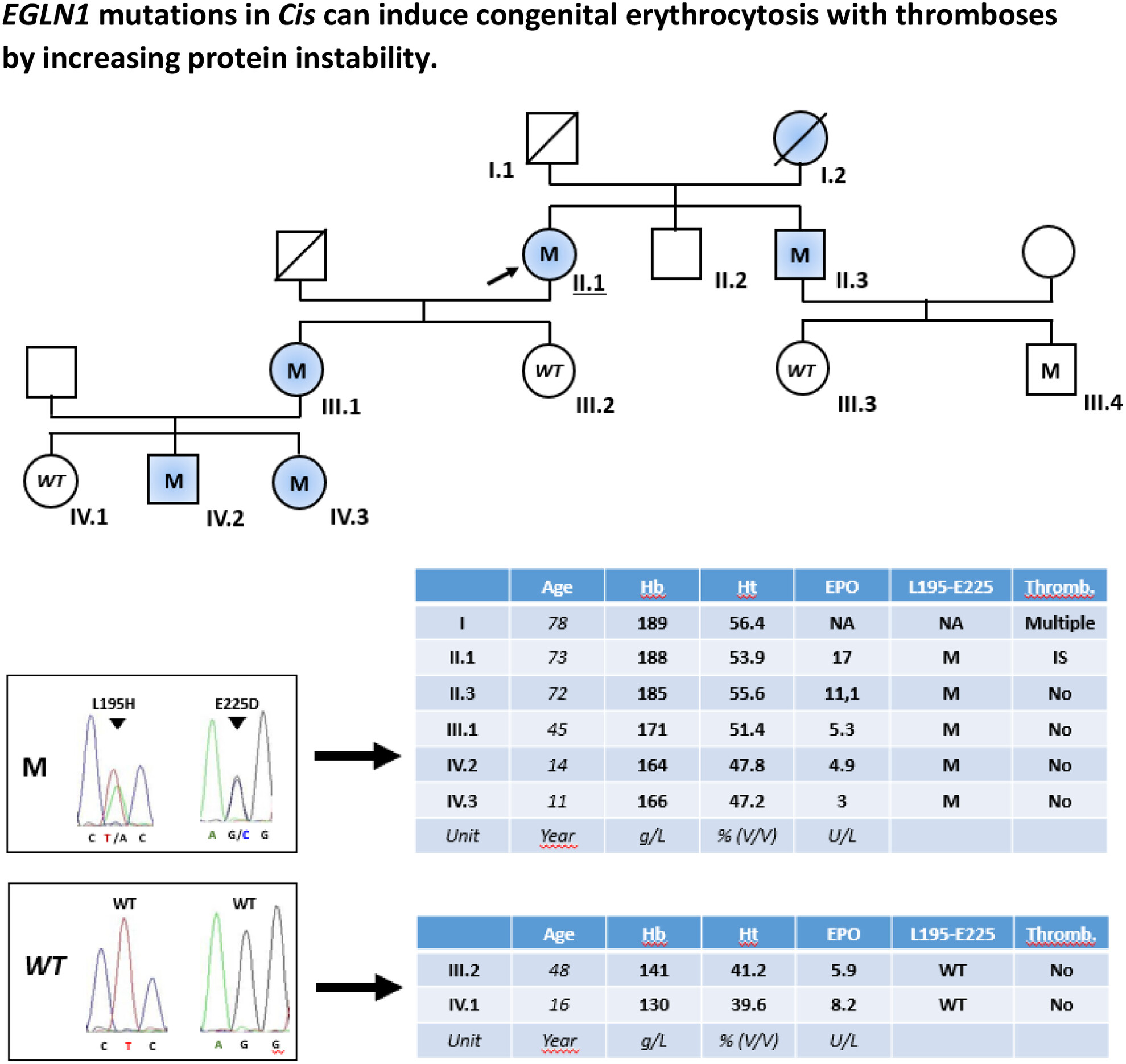 EGLN1 mutations in Cis can induce congenital erythrocytosis with thromboses by increasing protein instability