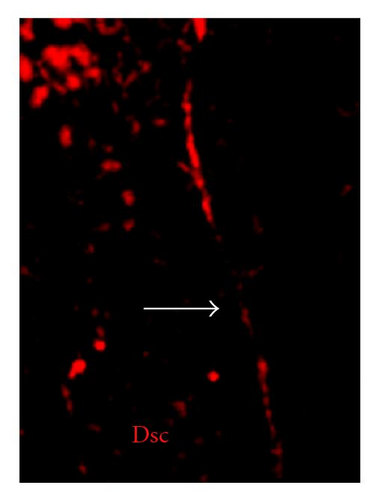Details are in the caption following the image