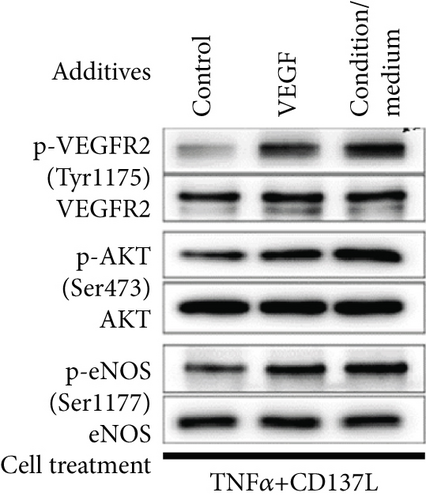 Details are in the caption following the image