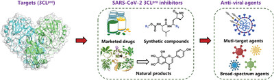 The SARS-CoV-2 main protease (Mpro): Structure, function, and emerging therapies for COVID-19