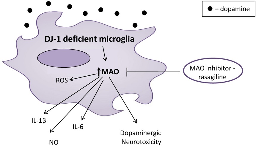 DJ-1 deficiency triggers microglia sensitivity to dopamine toward a pro-inflammatory phenotype that is attenuated by rasagiline