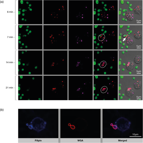 Details are in the caption following the image Details are in the caption following the image