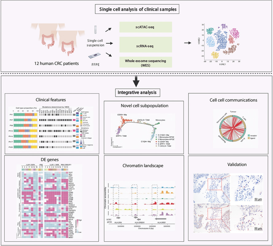 Single-cell analyses reveal suppressive tumor microenvironment of human colorectal cancer