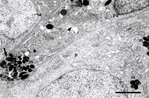 Details are in the caption following the image