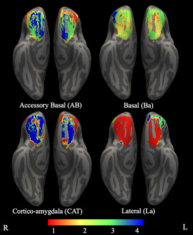 Differential spatial patterns of structural connectivity of amygdala nuclei with orbitofrontal cortex