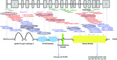 MERTK mutation update in inherited retinal diseases