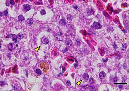 Details are in the caption following the image Details are in the caption following the image