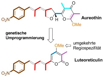 Rational Design of Modular Polyketide Synthases: Morphing the Aureothin Pathway into a Luteoreticulin Assembly Line