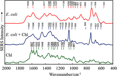 Understanding Escherichia coli damages after chlorophyllin-based photosensitization
