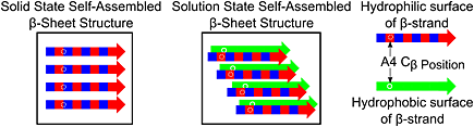 Distinct solid and solution state self-assembly pathways of RADA16-I designer peptide