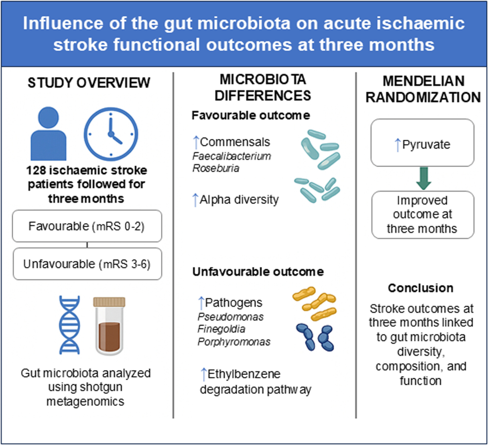 Influence of the Gut Microbiota on Acute Ischemic Stroke Functional Outcomes at Three Months Issue 7, 2025