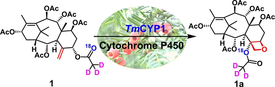A Cytochrome P450 Enzyme Catalyses Oxetane Ring Formation in Paclitaxel Biosynthesis