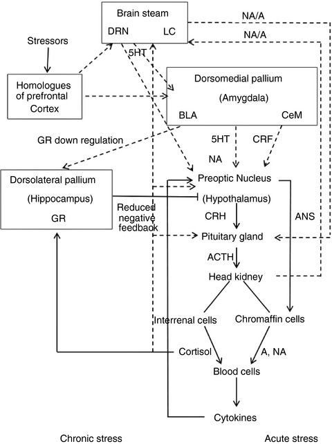 Influence of chronic stress on the mechanism of the cytotoxic system in common carp (Cyprinus carpio)