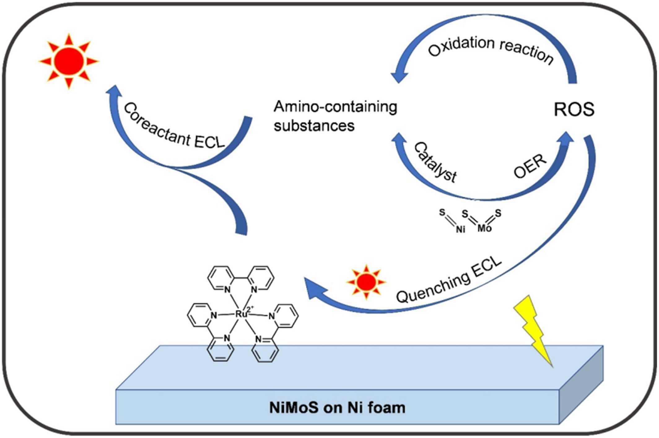 Ru@NiMoS aggregate with boosted electrochemical catalysis for enhanced electrochemiluminescence and lidocaine detection