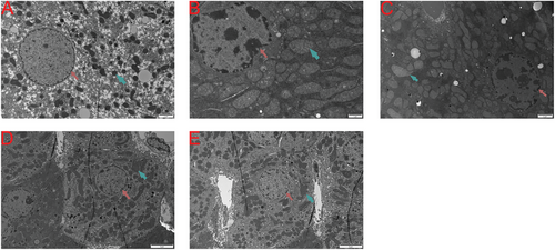 Details are in the caption following the image Details are in the caption following the image