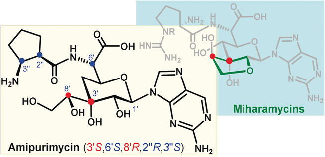 The Miharamycins and Amipurimycin: their Structural Revision and the Total Synthesis of the Latter
