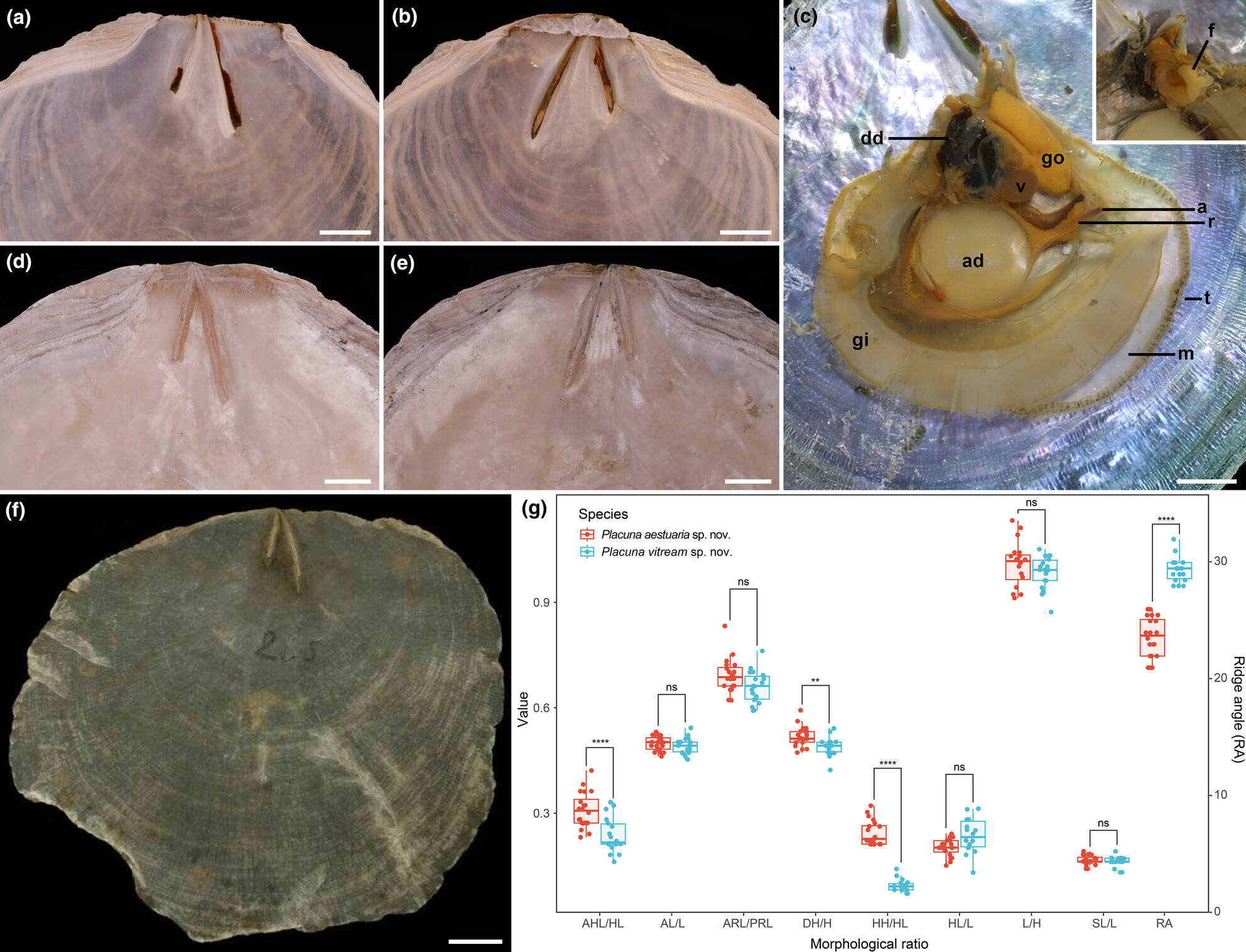 One becomes three: An integrative morphological and molecular analysis of the windowpane oyster Placuna (Bivalvia: Pectinida) reveals new species