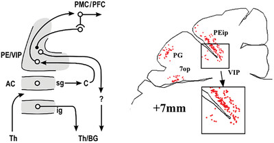 Anatomy of the auditory cortex then and now