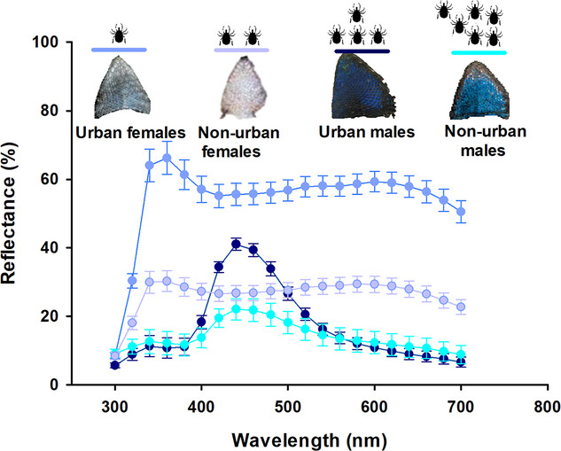 Bluer in the city: urban male lizards exhibit more intense sexual coloration and lower parasite loads than non-urban males