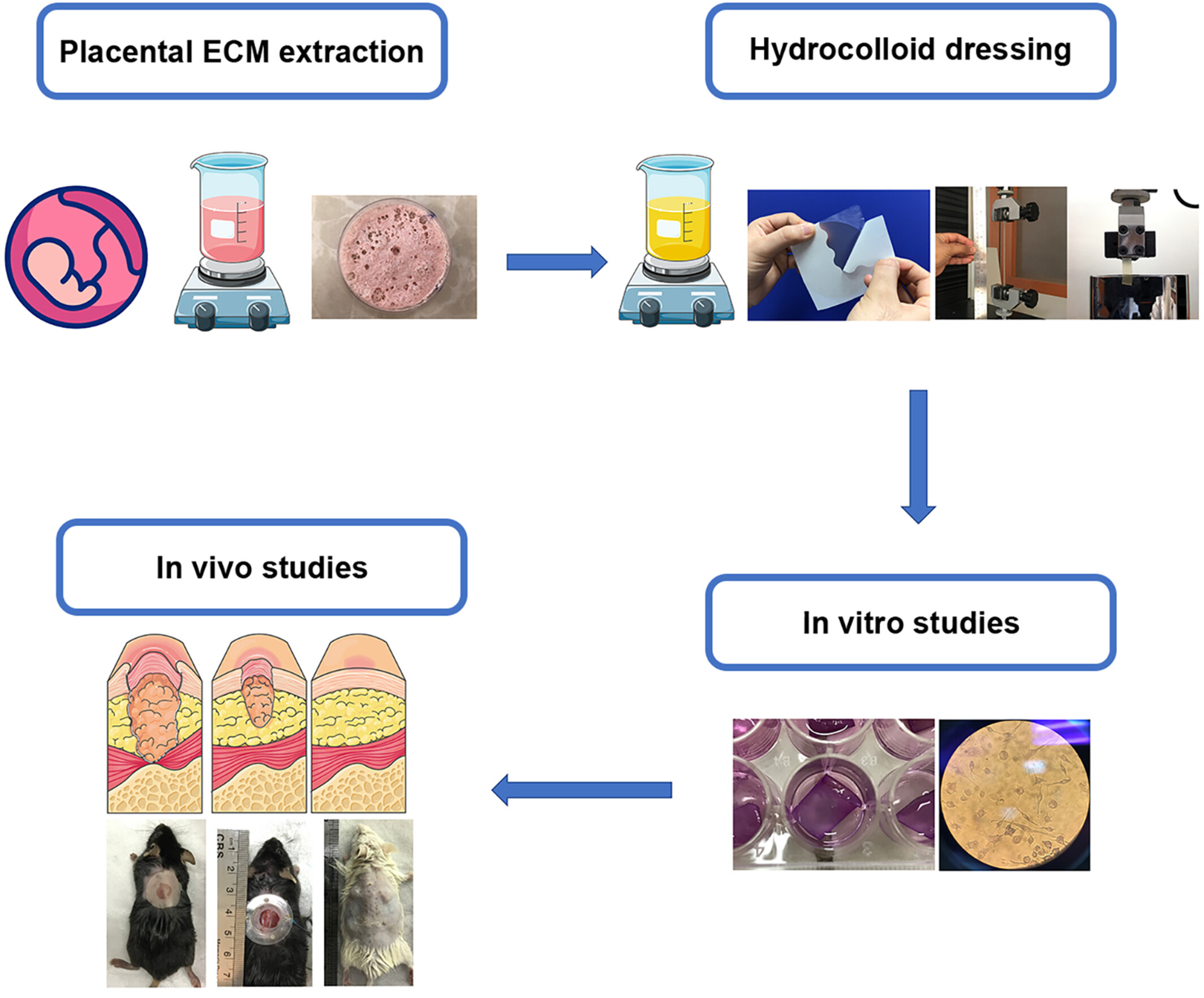 Fabrication and characterization of a hydrocolloid wound dressing functionalized with human placental derived extracellular matrix for management of skin wounds: An animal study