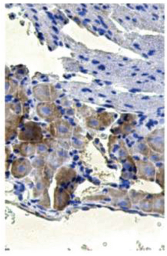 Details are in the caption following the image