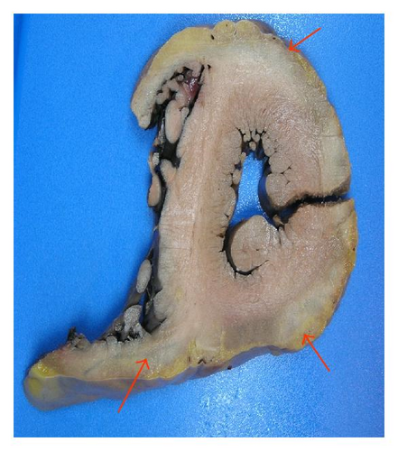 Details are in the caption following the image Details are in the caption following the image