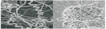 TH-11, a Streptomyces sp. Strain that Degrades Poly(3-Hydroxybutyrate) and Poly(Ethylene Succinate)
