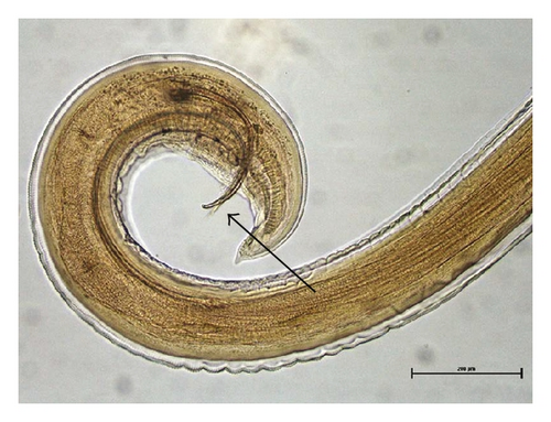 Details are in the caption following the image