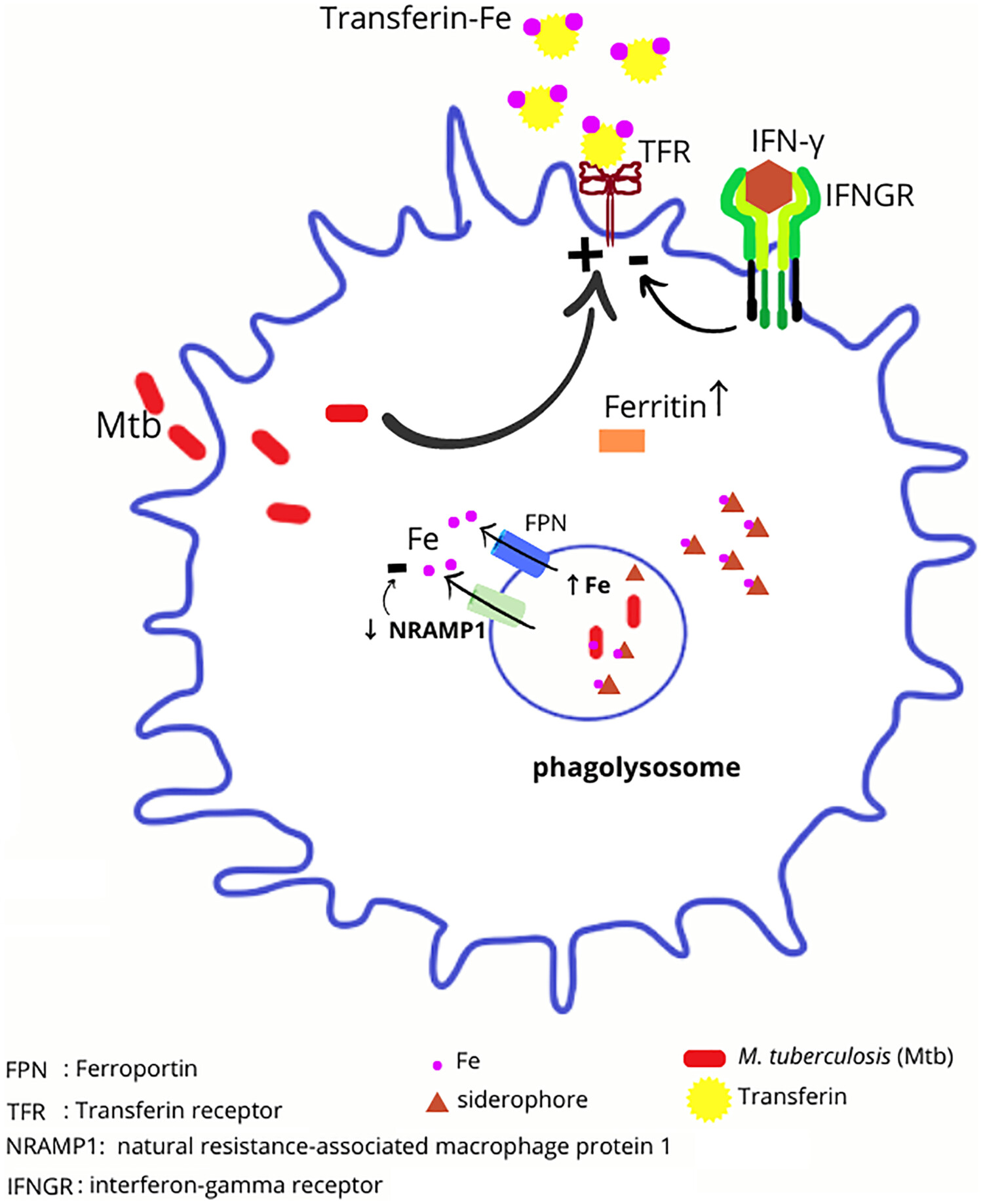 Serum iron levels in tuberculosis patients and household contacts and its association with natural resistance-associated macrophage protein 1 polymorphism and expression
