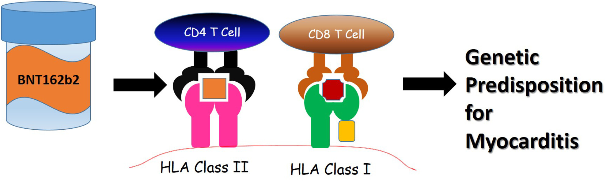 HLA binding-groove motifs are associated with myocarditis induction after Pfizer-BioNTech BNT162b2 vaccination