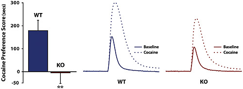Hypocretin/orexin knock-out mice display disrupted behavioral and dopamine responses to cocaine