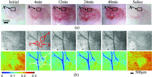 Details are in the caption following the image Details are in the caption following the image