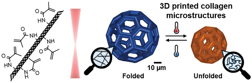 Responsive 3D Printed Microstructures Based on Collagen Folding and Unfolding