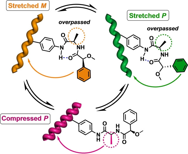 Full Control of the Chiral Overpass Effect in Helical Polymers: P/M Screw Sense Induction by Remote Chiral Centers After Bypassing the First Chiral Residue