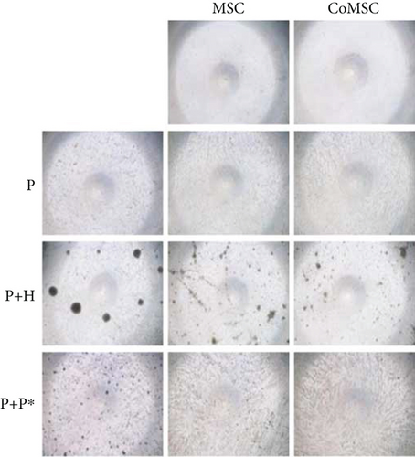 Details are in the caption following the image Details are in the caption following the image