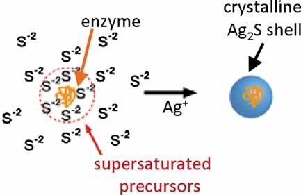 Biomimetic Crystallization of Sulfide Semiconductor Nanoparticles in Aqueous Solution