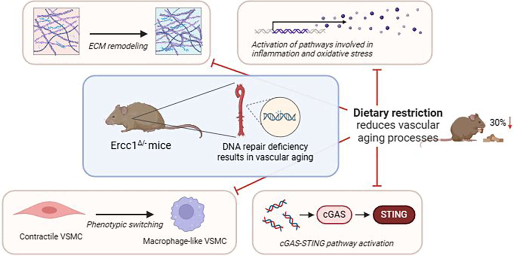 Dietary Restriction Mitigates Vascular Aging, Modulates the cGAS-STING Pathway and Reverses Macrophage-Like VSMC Phenotypes in Progeroid DNA-Repair-Deficient Ercc1Δ/− Mice