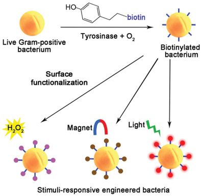 Direct chemical editing of Gram-positive bacterial cell walls via an enzyme-catalyzed oxidative coupling reaction