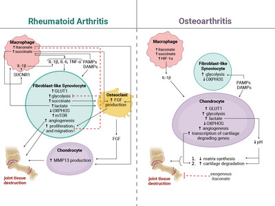 Metabolic Reprogramming in Stromal and Immune Cells in Rheumatoid Arthritis and Osteoarthritis: Therapeutic Possibilities