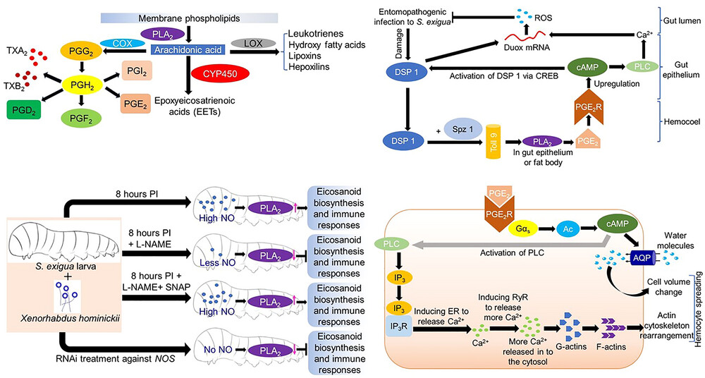 Role of eicosanoids in insect immunity: new insights and recent advances