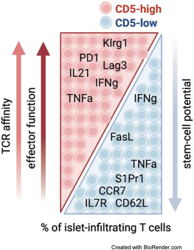 A dormant T-cell population with autoimmune potential exhibits low self-reactivity and infiltrates islets in type 1 diabetes