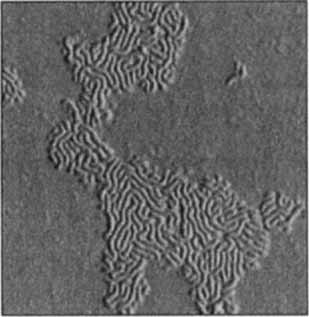 Cylindrical Molecular Brushes