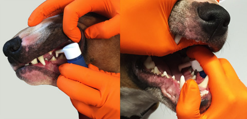 A double blind, randomized, placebo controlled trial of the efficacy, quality of life and safety of food allergen-specific sublingual immunotherapy in client owned dogs with adverse food reactions: a small pilot study