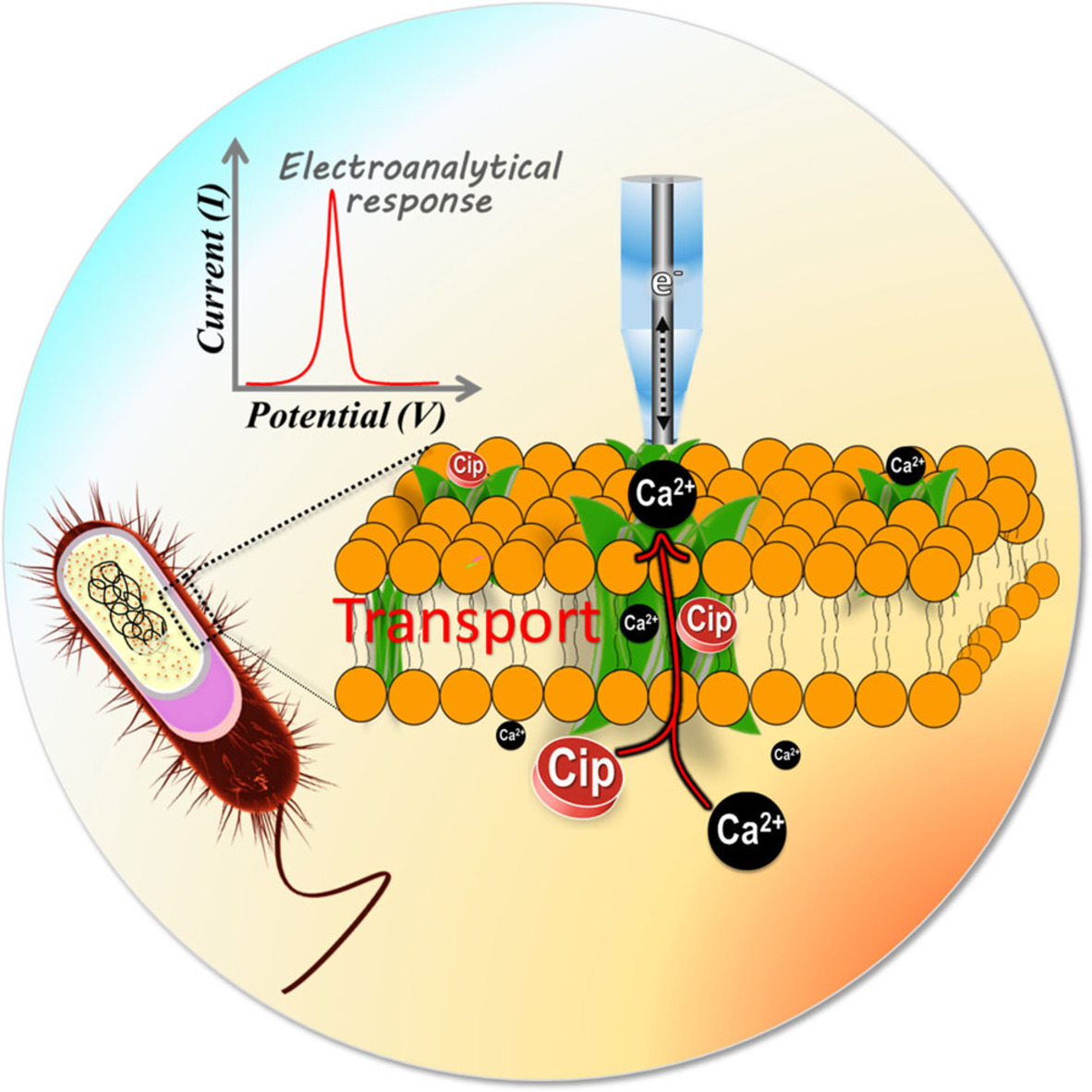 Pharma-molecule Transport across Bacterial Membranes: Detection and Quantification Approaches by Electrochemistry and Bioanalytical Methods