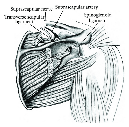 Details are in the caption following the image