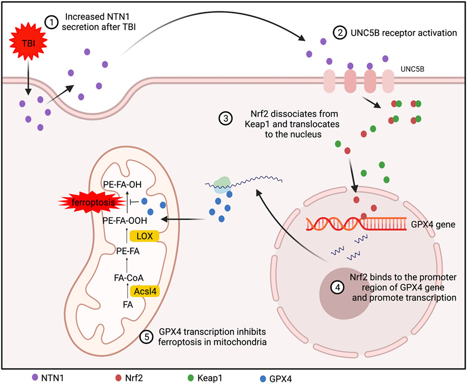 Netrin-1 upregulates GPX4 and prevents ferroptosis after traumatic brain injury via the UNC5B/Nrf2 signaling pathway