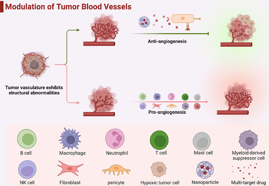 Angiogenesis and targeted therapy in the tumour microenvironment: From basic to clinical practice