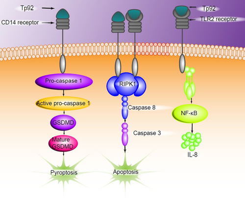 Details are in the caption following the image Details are in the caption following the image