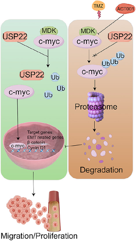 Targeting the MDK/c-Myc complex to overcome temozolomide resistance in glioma